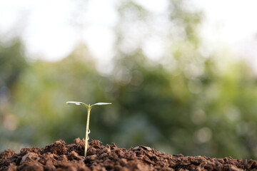 growing Cantaloupe sprout, vegetable home garden