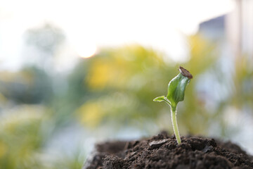 growing pumpkin sprout, vegetable home garden