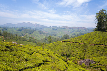 Tea plantations in the mountains in Munnar in Asia, India, Kerala, Munnar, in summer, on a sunny day.