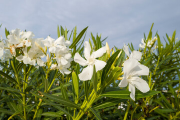 Flowers on the harbor in Stintino in Europe, Italy, Sardinia, Stintino, in summer, on a sunny day.