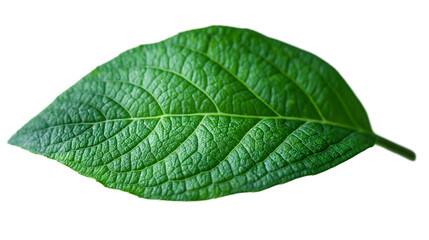 Obraz premium Green Leaf Detailed Texture and Veins, Botanical Closeup for Nature Themes, isolated on transparent background.