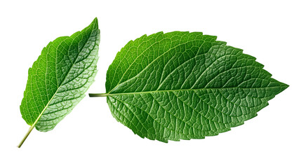Fototapeta premium Green Leaves Closeup Botanical Detail, Fresh Eco-Friendly Plant for Nature Themes, isolated on transparent background.
