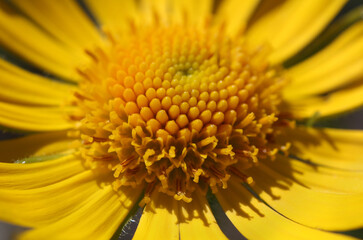 Doronicum grandiflorum blossom close-up with closed buds and yellow disk florets in bloom