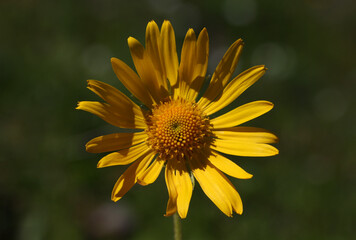 Doronicum grandiflorum blossom close-up with yellow ray and disk florets in bloom