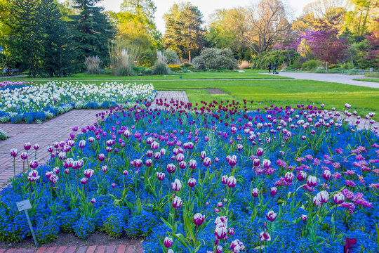 THE Tulip Fields  IN Cologne- travel , vacations, gardening in sunrise- down  in North Rhine-Westphalia