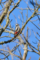 great spotted woodpecker sits looking in the tree
