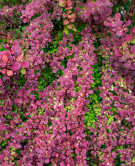 Close up of a bush with pink flowers