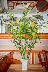 Paris, France - 02 16 2025: ten Asian Lucky bamboos canes in a white pot on a wooden table.