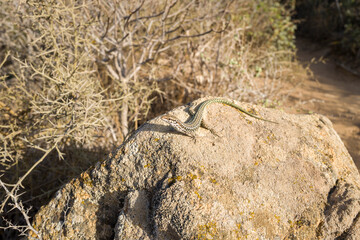 The lizard at Spiaggia di Porto Giunco in Europe, Italy, Sardinia, Cala Caterina, in summer, on a sunny day.