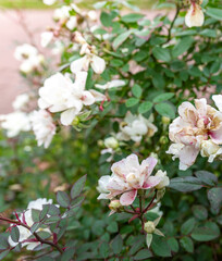 Bunch of white flowers with brown spots