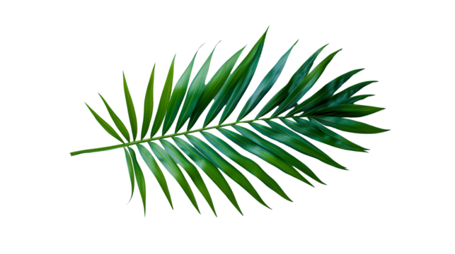 Tropical Palm Leaf on Blue Vibrant Green Plant, Minimalist Summer Nature Theme, isolated on transparent background. - Powered by Adobe