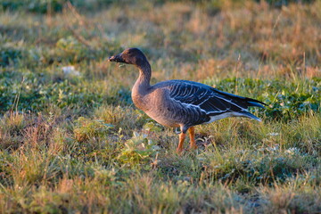 Goose gander (Anser anser)