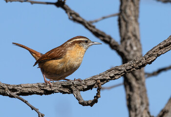 Obraz premium Carolina wren perched in a tree.