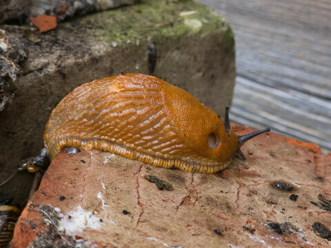 A large orange-brown slug on a brick surface. The slug has a textured, wrinkled body with a slimy appearance and visible tentacles extended forward.