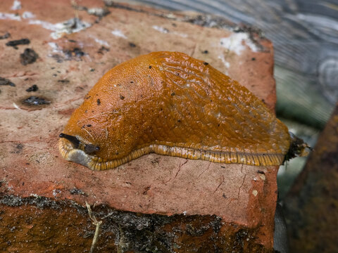 A large orange-brown slug on a brick surface. The slug has a textured, wrinkled body with a slimy appearance and visible tentacles extended forward.