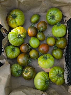 A crate lined with brown paper, filled with a variety of unripe and partially ripened tomatoes.
