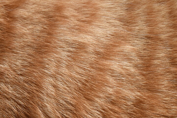 Ginger cat fur texture background.