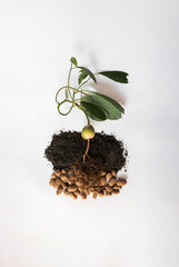 avocado sprout is in the center of the image, on white background, new life, plant without land, avocado root, avocado sprout on background