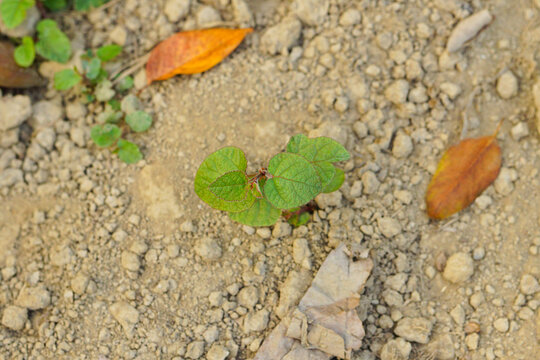 Seedling of urena lobata wild plant 