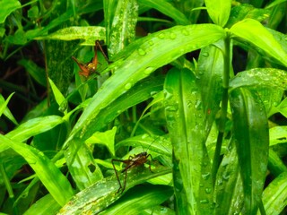 green grass with dew drops