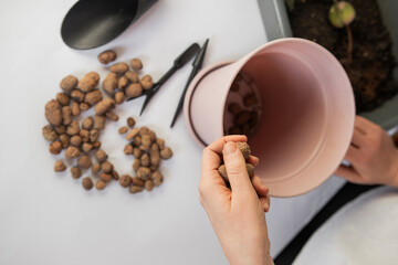 avocado grafting, drainage for plants, draining into flower pots, growing avocados, care of domestic plants