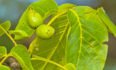nuts on branch with green leaves