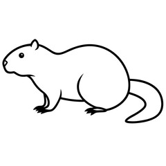 rat on a white background