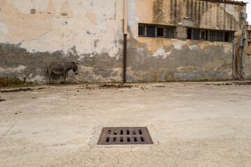 Donkey in abandoned village in Asinara National Park in Europe, Italy, Sardinia, Asinara, in summer, on a sunny day.