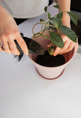 houseplant care, avocado transplant, home flower transplant, home plant watering, avocado growing, avocado transplant, girl takes care of the houseplant, 