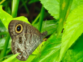 Fototapeta premium butterfly on leaf