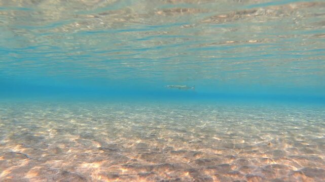 Red Sea houndfish (Tylosurus choram) at shallow sea, underwater video footage