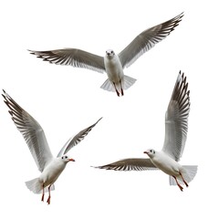 Obraz premium A flock of gulls, each a solitary white silhouette against a blank canvas