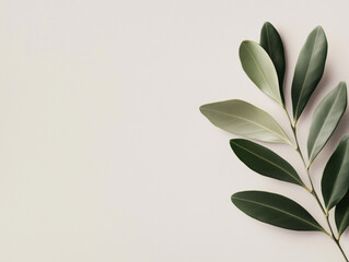 Olive Tree Leaf Isolated on Transparent Background for a Clean and Elegant Design Element.
