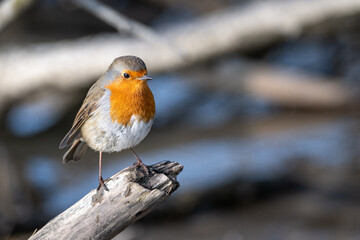 Rotkehlchen auf einem Ast vor unscharfem Naturhintergrund