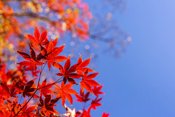 Japanese maple leaf Red color in sunlight , autumn season