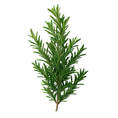 Obraz premium Green leaf isolated on white background.