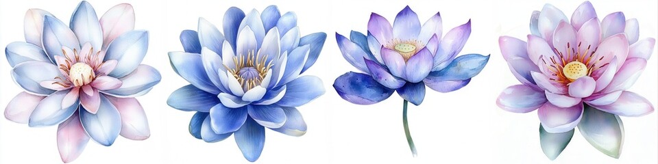 Water lily watercolor painting of a variety of lotus flowers on white background.