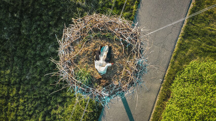 Bocian w gnieździe © Anna