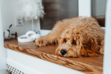 Dog of a Cavapoo or Cockapoo breed in home lying on the wooden windowsill. Close-up of curly brown dog cross between a poodle and a spaniel. Sad eyes