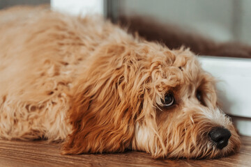 Dog of a Cavapoo or Cockapoo breed in home lying on the wooden windowsill. Close-up of curly brown dog cross between a poodle and a spaniel. Sad eyes