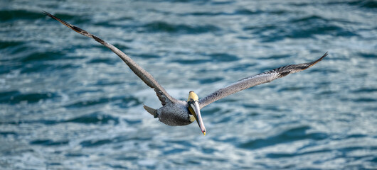 Brown Pelican Wings Spread Wide As It Soars Over Deep Blue Water
