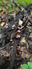 Autumn forest and young mushrooms after rain
