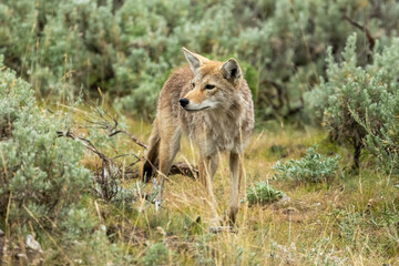 Curious Coyote Wanders Through Lamar Valley In Yellowstone
