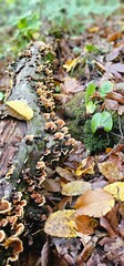 Autumn forest and young mushrooms after rain