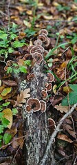 Autumn forest and young mushrooms after rain