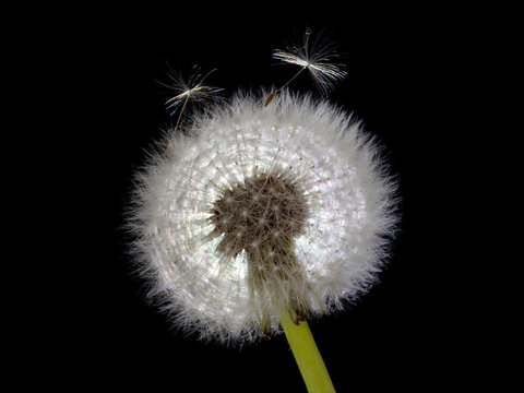 dandelion on black background