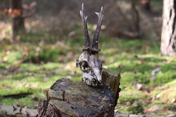 Animal Skull © Dominik