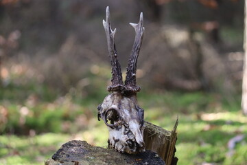 Animal Skull © Dominik