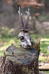 Animal Skull © Dominik