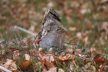 trunk